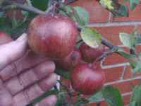 durrant's apple, norfolk unique apple seedling