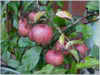 durrant's apple, norfolk unique apple seedling