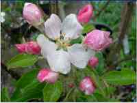 durrant's apple, norfolk unique apple seedling