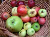 Leicestershire heritage Apples talk, Stoke Golding, Baxter Hall, 19 Sep 2013