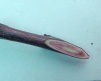 purple radish: red scion wood