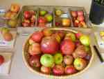 apple talk, gilmorton, Nov 2018