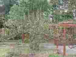 restoring the orchard, secret garden, glenfield, apr 20192019,
