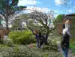 restoring the orchard, secret garden, glenfield, apr 20192019,