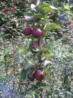 apple: purple radish - yellow flesh, red blossom and wood