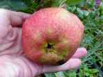 Grenadine, red-fleshed apple