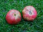 Grenadine, red-fleshed apple