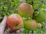 Hall's Pink, ripe, 14 Aug