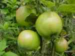 Hall's Pink, under-ripe apples on tree, end-July