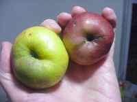 suttonelms apple breeding project