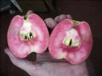 hidden rose, ripe, 10 oct, apples characteristically elongated