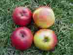 high cross apple, close-up, after long warm autumn 2010, from grafted tree on mm106