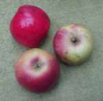 high cross apple, late december, from original tree