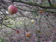 High Cross apple photographed 7th jan 2007