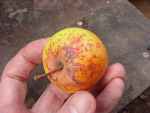 honey flavoured apple, found south leicestershire nov 2011