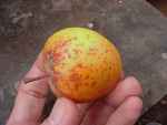 honey flavoured apple, found south leicestershire nov 2011