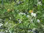 Blossom and fruit on same tree; Crawley Beauty, May 2008