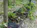 potatoes growing in 2 gallon trays 