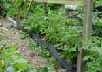 potatoes growing in 2 gallon trays, under a grape vine, 31 may