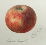 langtons nonsuch, leicestershire apple, old print