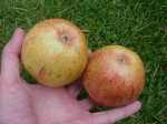 Langton's Nonesuch, Leicestershire apple, mature, 25 aug 2011