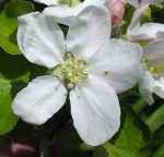 Langton's Nonesuch, Leicestershire apple, rediscovered,. picture