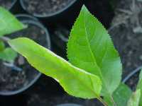 apple seedlings, various english x redfleshed, 3 jun 2011