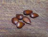 apple seeds, early january