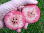 red fleshed apple, leicester park