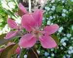 malus domestica maypole, red-fleshed apple