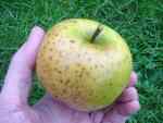 mere pippin apple, from own tree