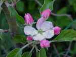 mere pippin apple blossom
