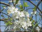 Damson - Merryweather, grown in the Midlands, Leicestershire, England