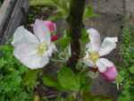 metton roy, norfolk heritage apple