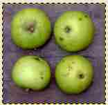 metton roy, norfolk heritage apple