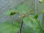 young leaves being attacked by almost-invisible mites