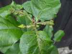 young leaves being attacked by almost-invisible mites