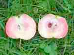 Mott's Pink, ripe