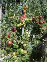 nine varieties on the same tree