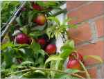 nectarines growing on a wall in leicestershire, england, 3 aug 2009; tree grown from a stone