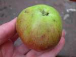norfolk rattlebox apple