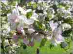 picture supplied by danny cotgrove - norfolk rattlebox in bloom