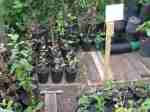 one-year seedlings
