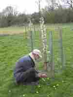 orchard tidy-up, april 2019,