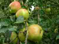 packington apple, leicestershire apple, from packington village