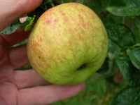 packington apple, leicestershire apple, from packington village