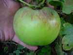 peasgood nonesuch; slightly under-ripe