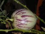 pepino blossom - member of the solanum family resembling a melon - plum shaped variant