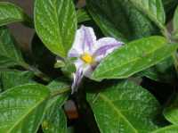 pepino blossom - member of the solanum family resembling a melon - blossom 