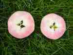pink-pearl, ripe, mid-oct 09